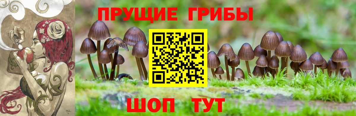 Псилоцибиновые грибы Psilocybe Урус-Мартан